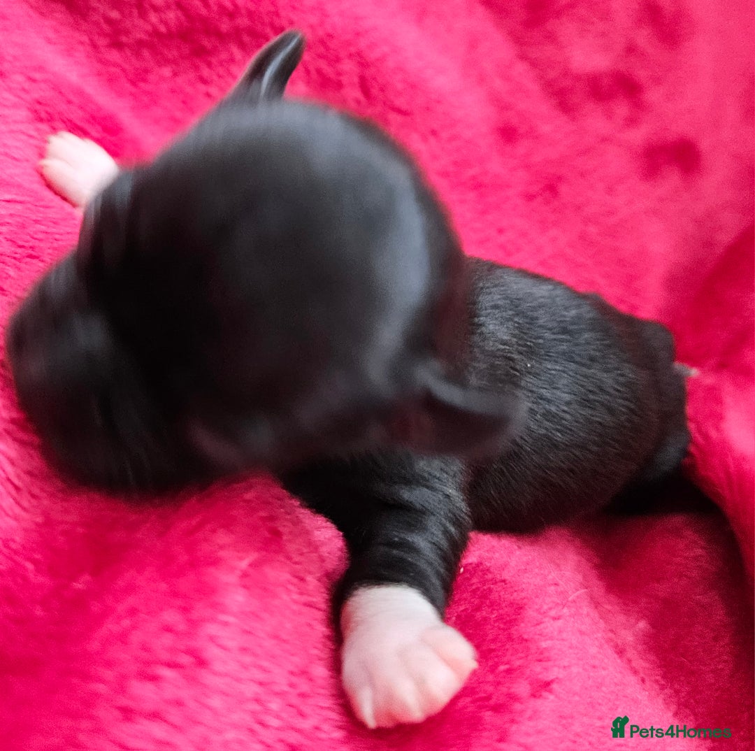 Chihuahua dogs for sale: Beautiful  Blue and Merle Chihuahua  - Image 17