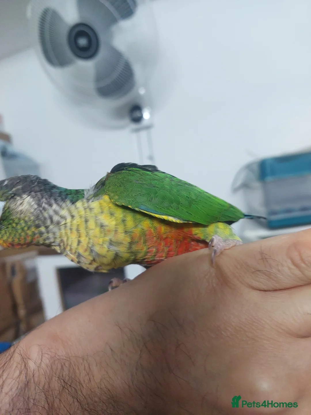 Conures birds for sale: Hand reared super tame conure  - Advert 11