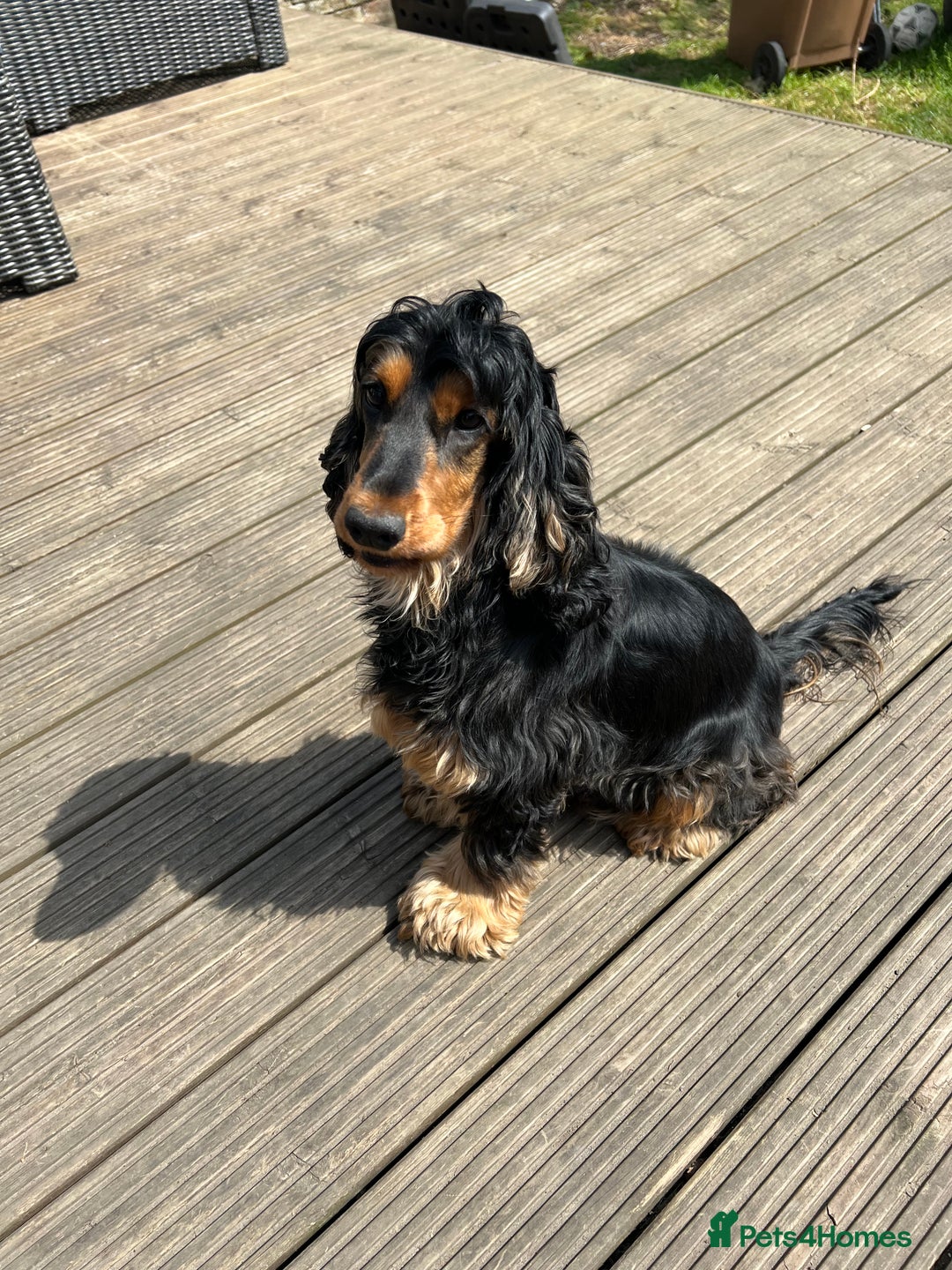 Cockapoo dogs for sale: Beautiful Cockapoos puppies - fully health tested  - Advert 2