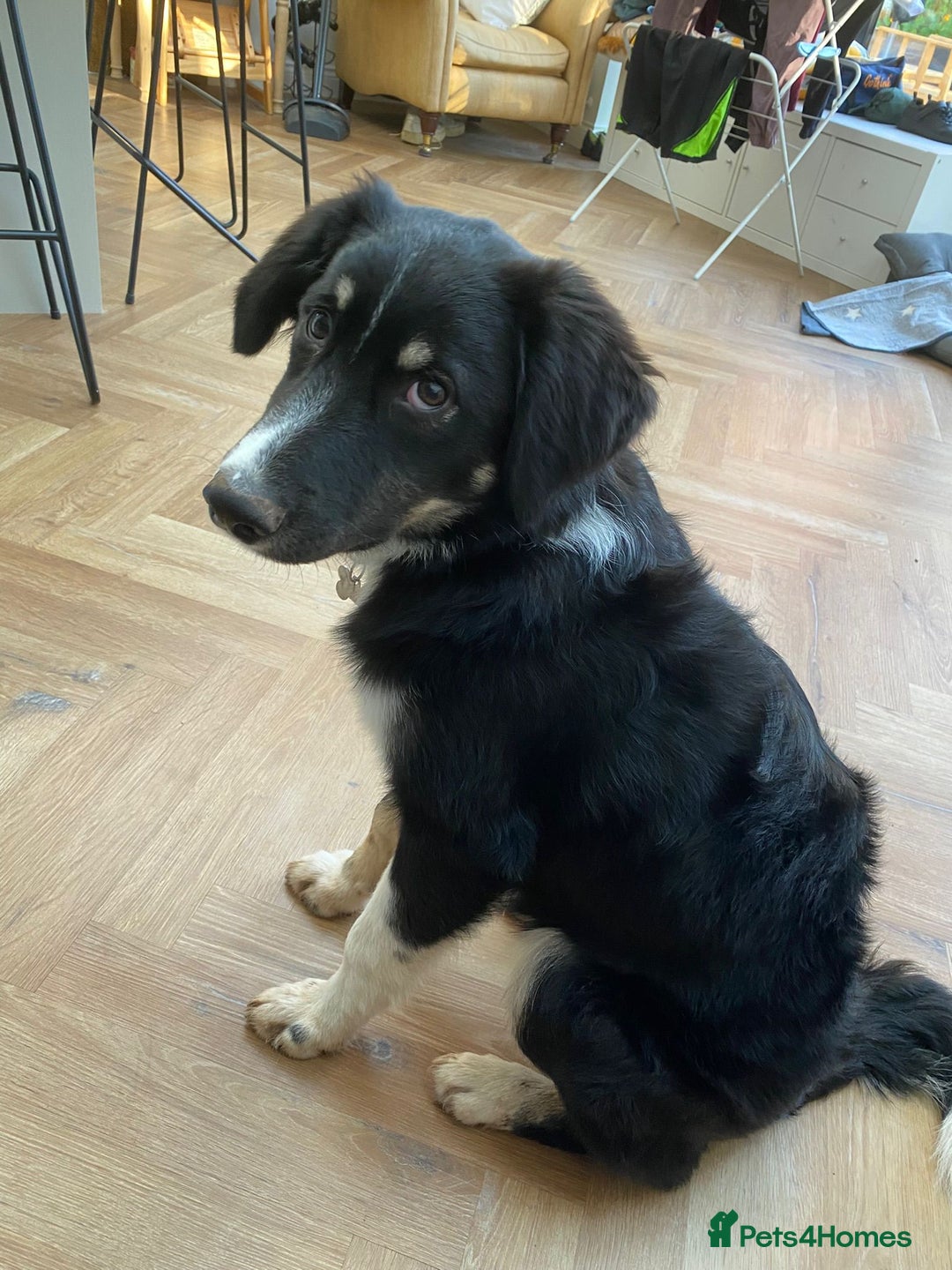 Mixed Breed dogs for adoption: 🐾 Meet WOODY 🐾  He's ready for a Loving Family - Advert 1