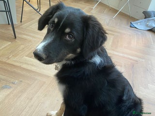 Mixed Breed dogs 🐾 Meet WOODY 🐾 He's ready for a Loving Family - Advert 1