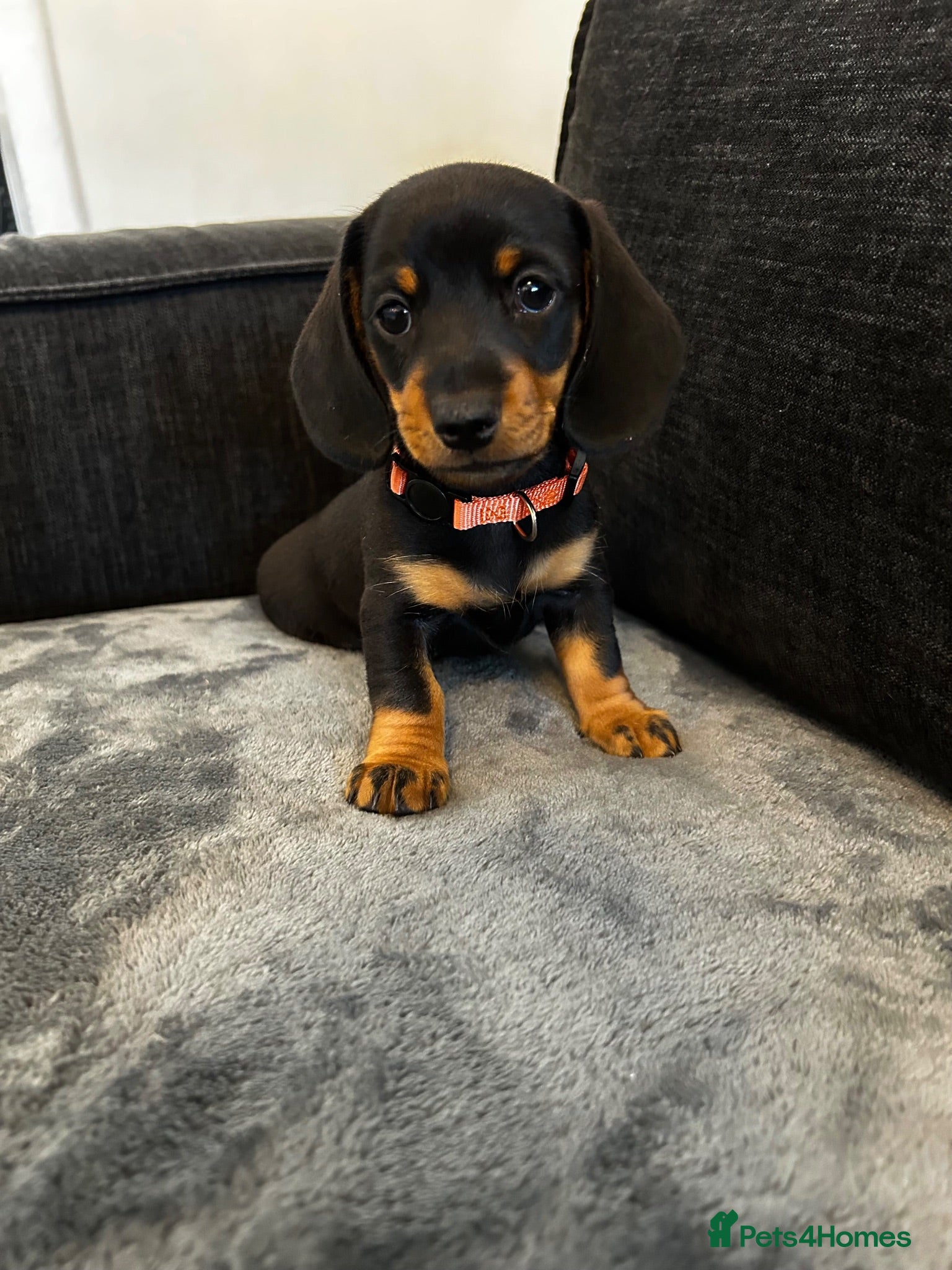 Miniature Dachshund dogs Miniature dachshund puppies (3 tiny girls left) 🩷 - Advert 2