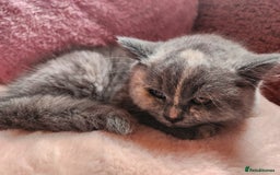 British Shorthair cats for sale: British blue short hair female last one - Image 1