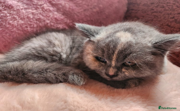 British Shorthair cats - Advert 12