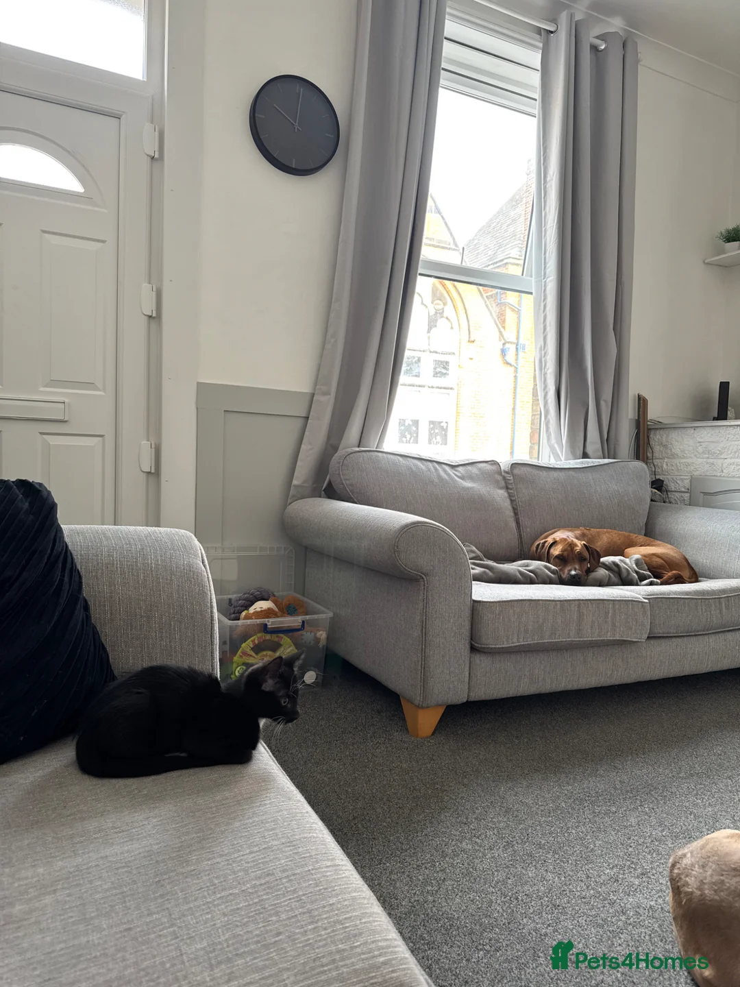 Mixed Breed cats for sale: 13 Week male Kitten  - Advert 5