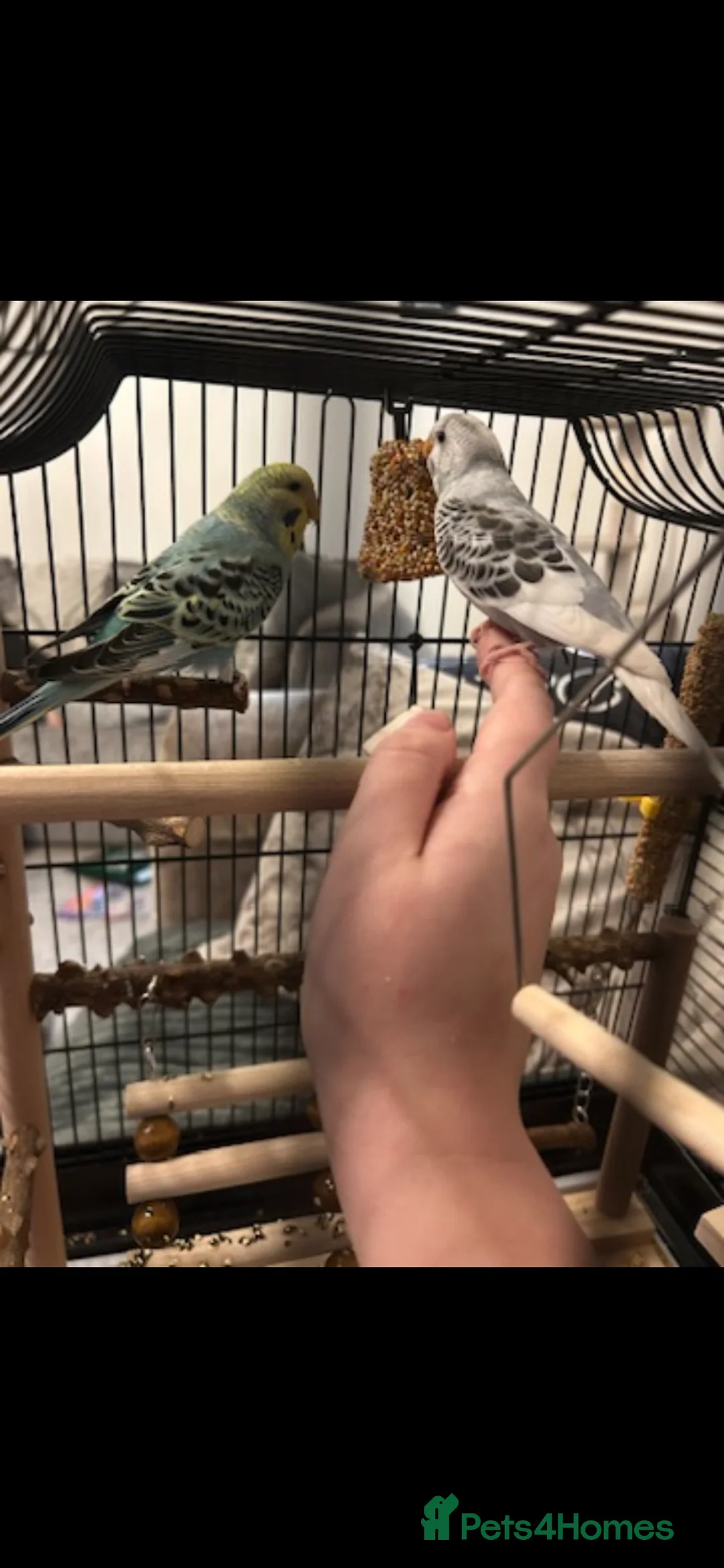 Budgerigars birds for sale: Budgies - Advert 7