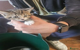 Mixed Breed cats for sale: 3kitten - Image 6