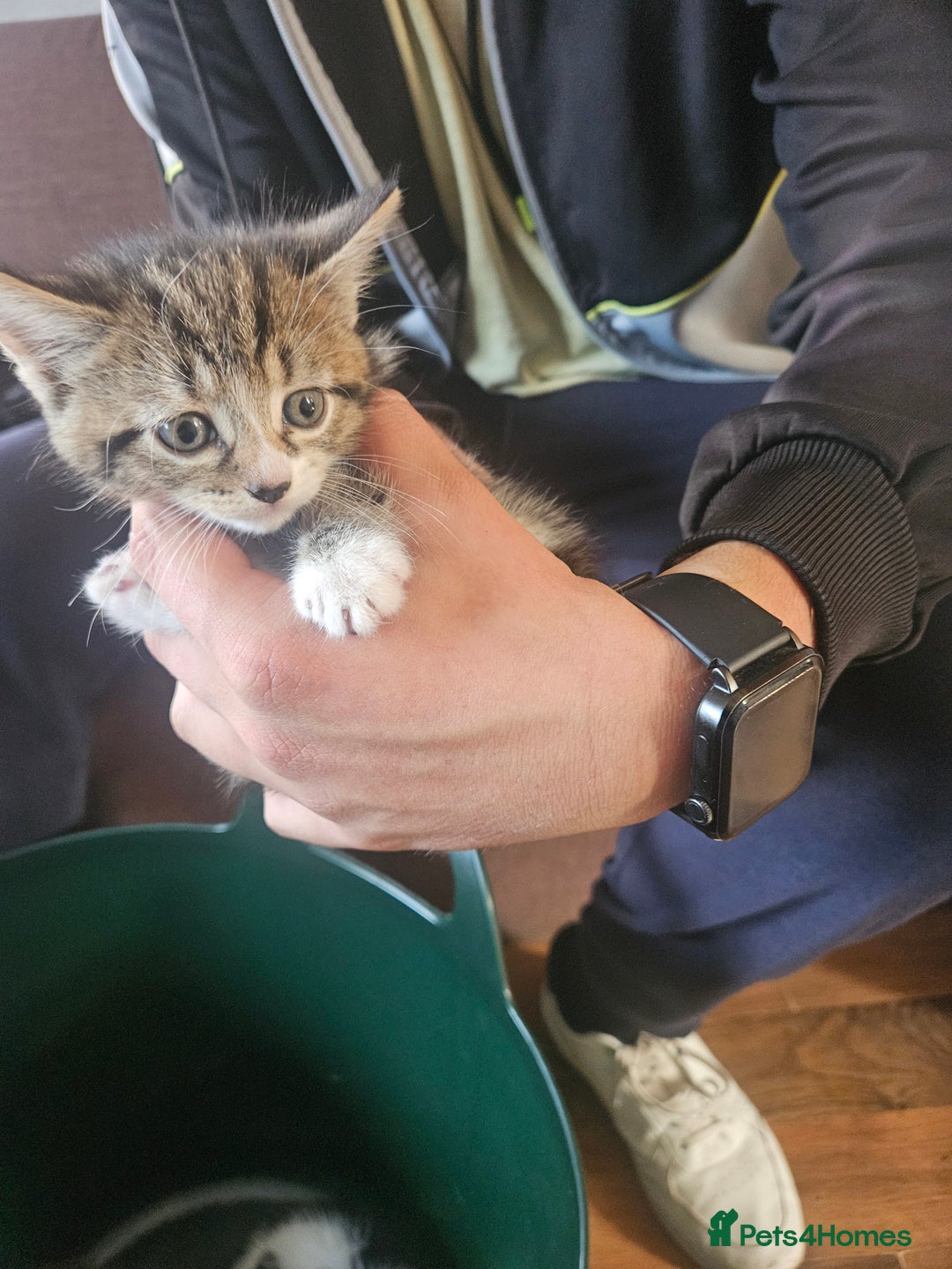 Mixed Breed cats for sale: 3kitten - Image 6
