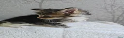 Maine Coon cats for sale: Beautiful Maine Coon Kittens  - Advert 10