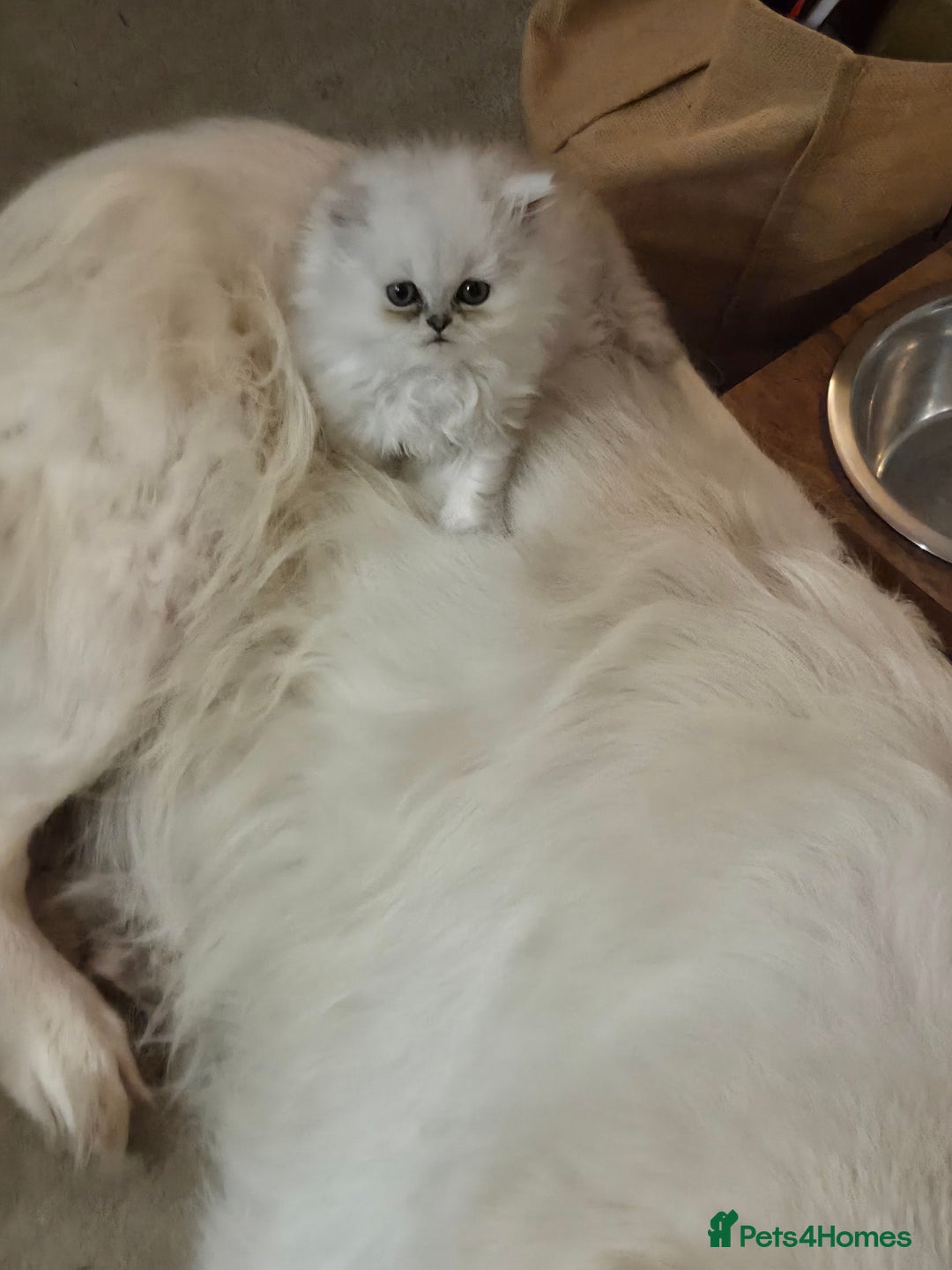 Persian cats for sale: Silvertip Chinchilla Persian- Boy & Girl Available - Advert 8