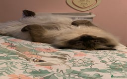 Ragdoll cats for sale: Ragdoll kittens  - Image 34