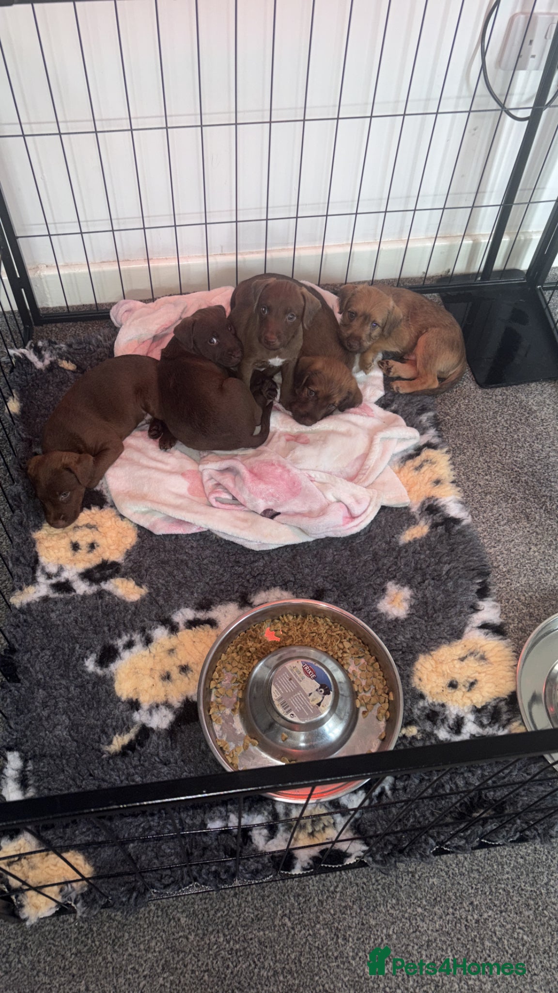 Patterdale Terrier dogs Patterdale terriers for sale - Advert 6