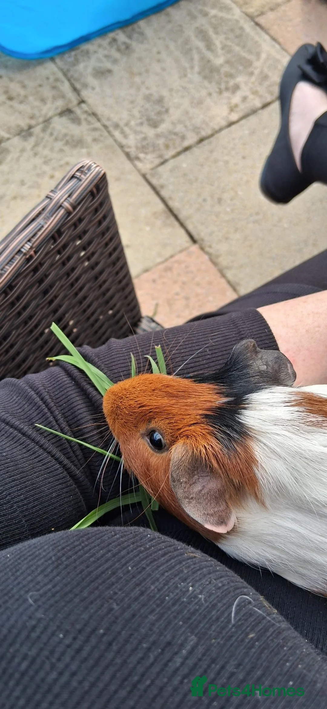 Guinea Pig rodents for sale: Male guinea pig - Advert 3