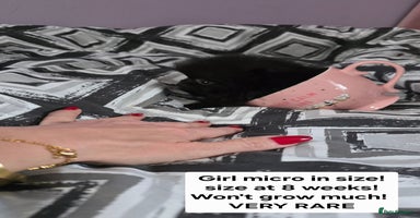 Pomeranian dogs - Advert 10