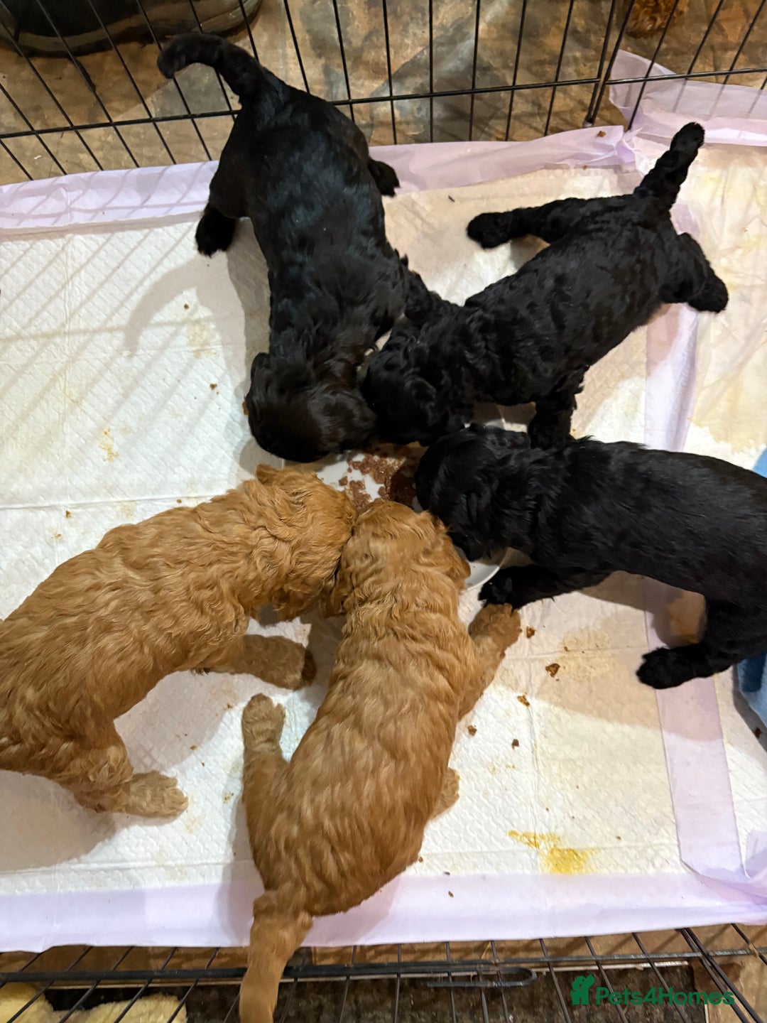 Cockapoo dogs for sale: Cockapoo Puppies - Advert 7