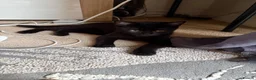 Mixed Breed cats for sale: female kittens - tabby and black  - Advert 3