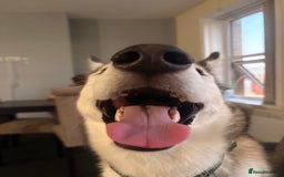 Siberian Husky dogs for sale: ASAP beautiful husky/malamute boy - Image 15