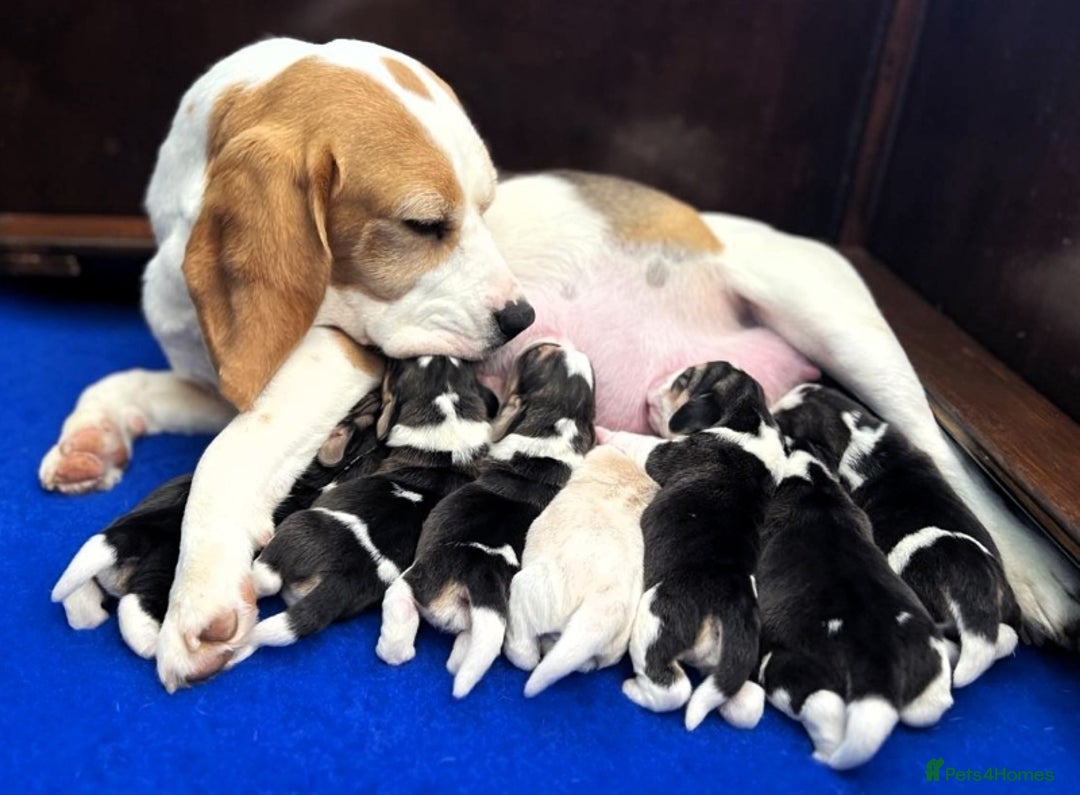 Beagle dogs for sale: Beagle Puppy 1 - Top pedigree Beagle pups! - Image 2