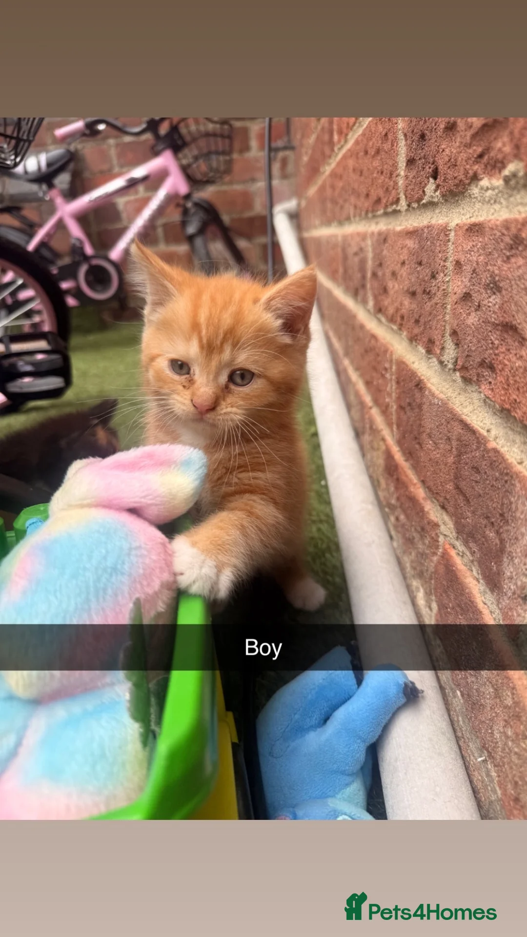 Mixed Breed cats for sale: Beautiful Playful Kittens Looking for Loving Homes in Burton-on-Trent - Advert 7