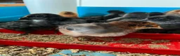 Chickens poultry for sale: olive eggers - Advert 2