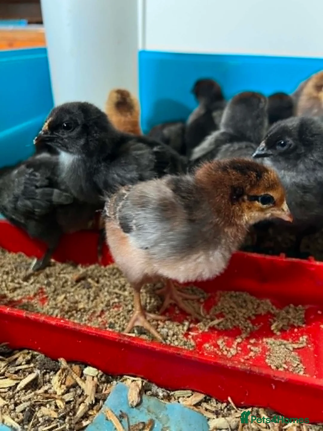 Chickens poultry for sale: olive eggers - Advert 2