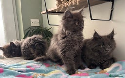 Maine Coon cats for sale: Stunning Maine Coon Kittens  - Image 6