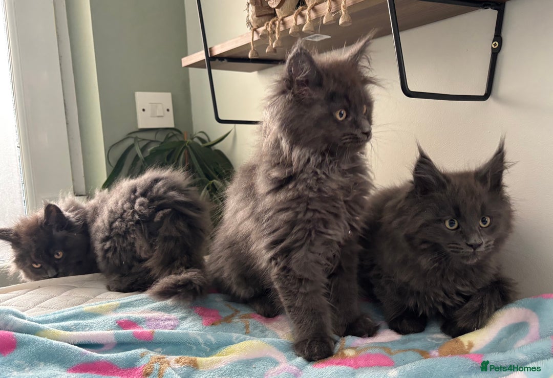 Maine Coon cats for sale: Stunning Maine Coon Kittens  - Image 6