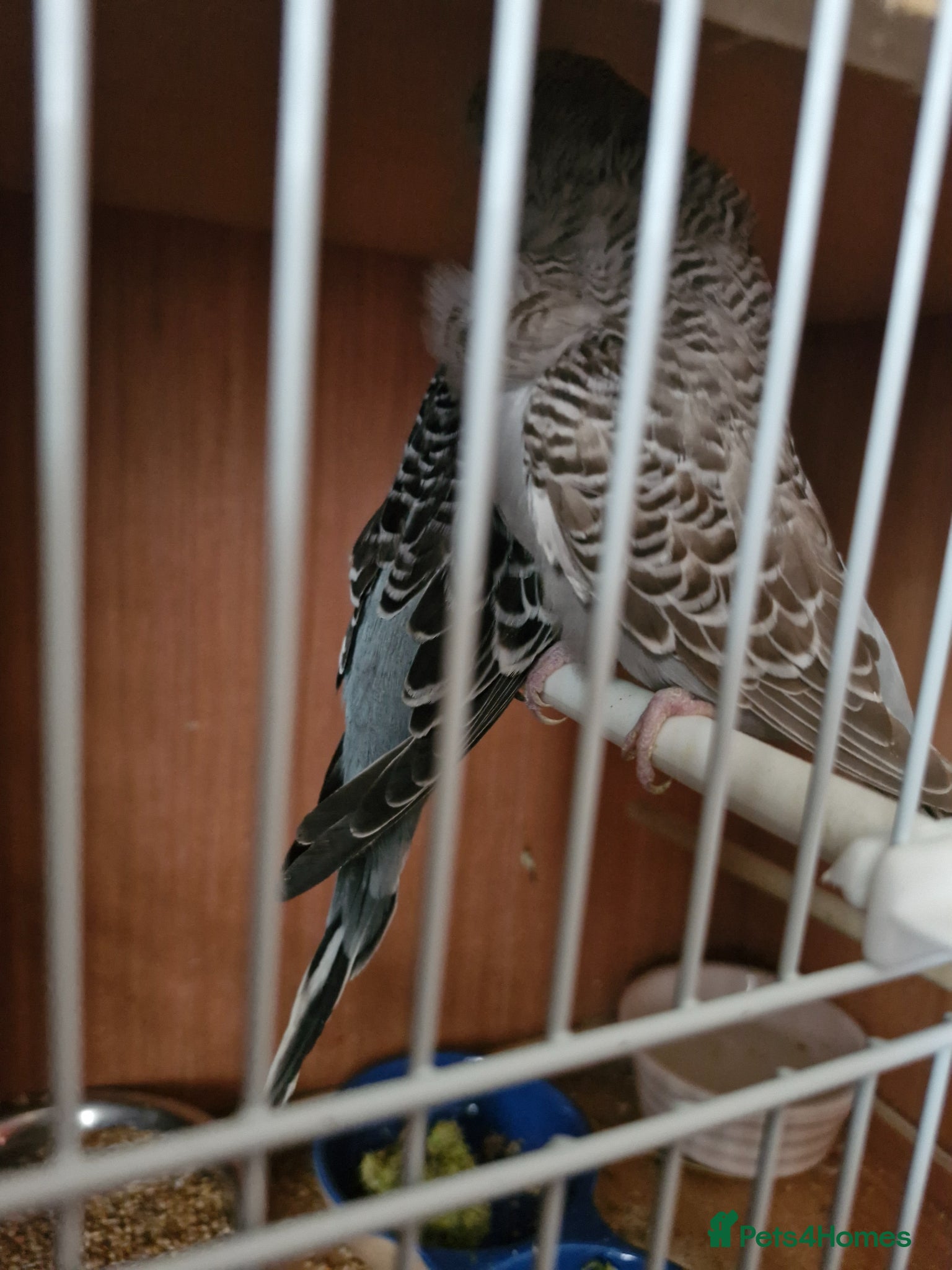 Finches birds for sale: Finches and budgies for sale  - Advert 7