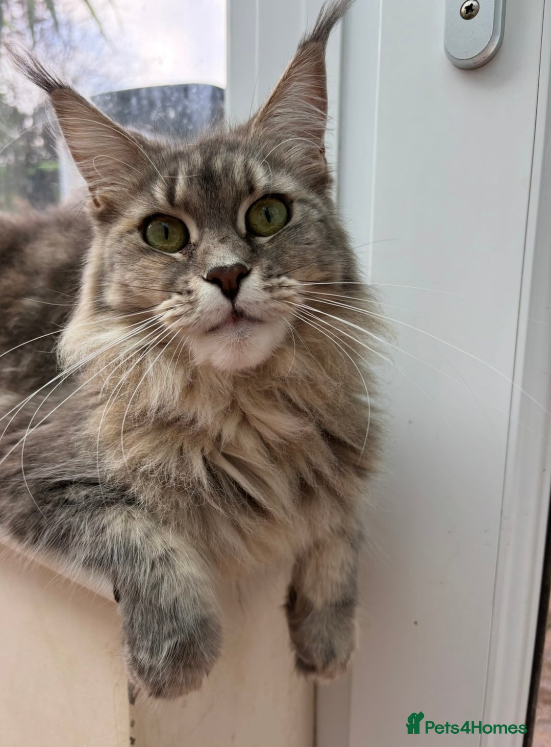 Maine Coon cats for sale: Maine Coon rehoming  - Image 1