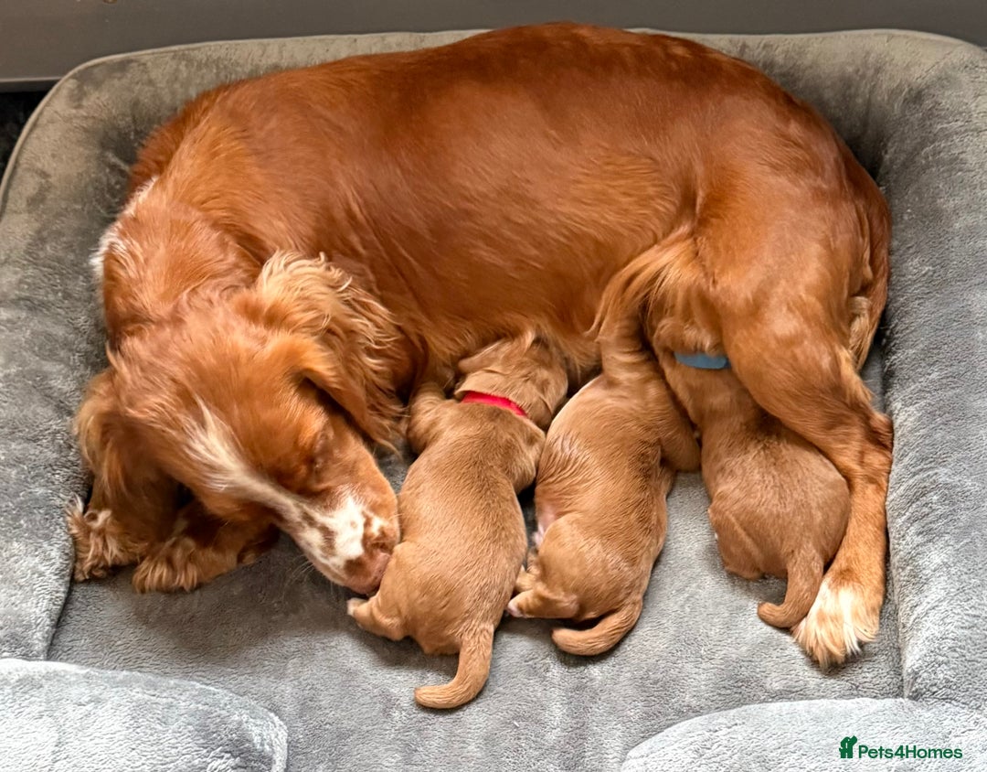 Labrador Retriever dogs for sale: 3 VERY DARK RED W/COCKER SPANIEL BOYS AVAILABLE  - Image 4
