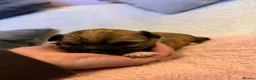 Chihuahua dogs for sale: Puppy chihuahuas  - Advert 35