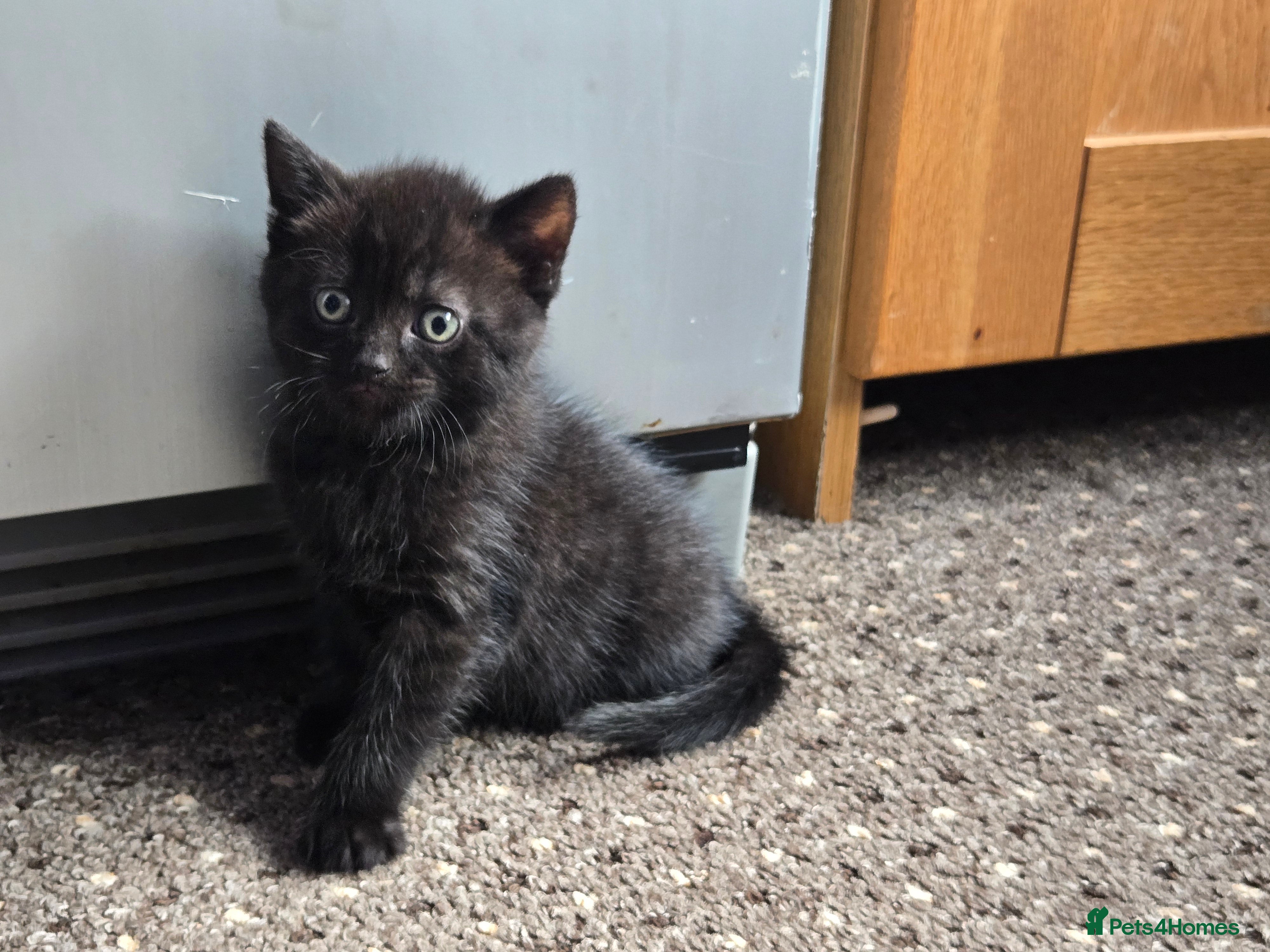 Scottish Fold cats 4 Beautiful Kittens Ready Soon 🐾 - Advert 2