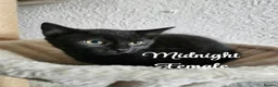 Mixed Breed cats for sale: Kittens  - Advert 3