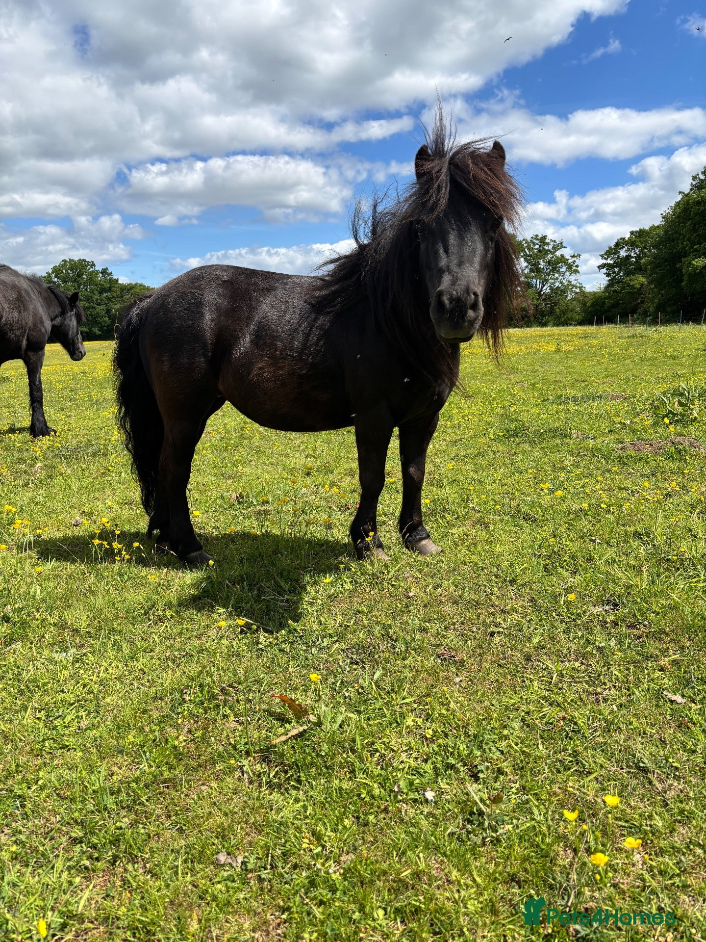 Shetland pony horses Tina Turner  - Advert 8