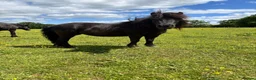 Shetland pony horses for sale: Tina Turner  - Advert 1