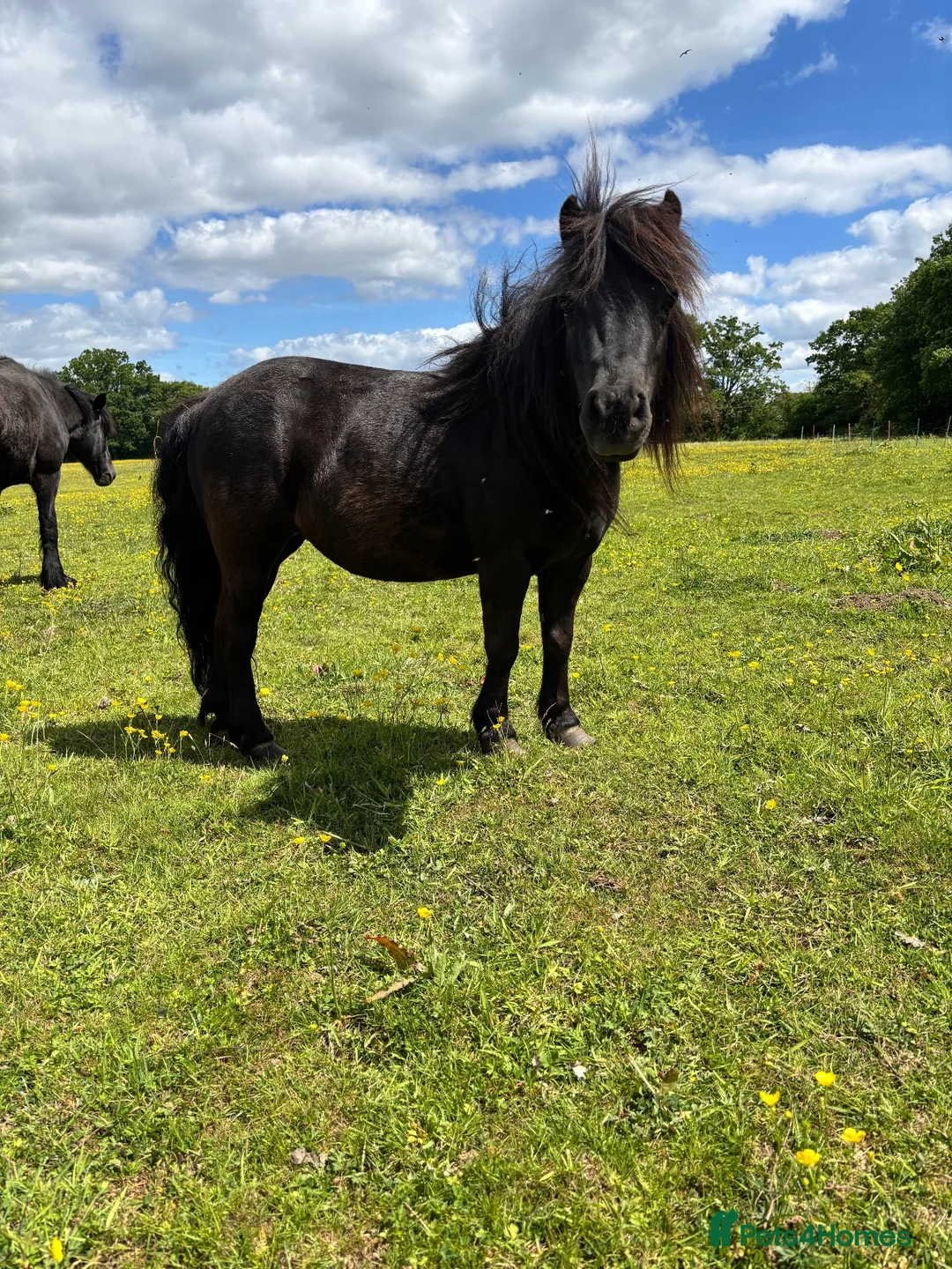 Shetland pony horses for sale: Tina Turner  - Advert 1
