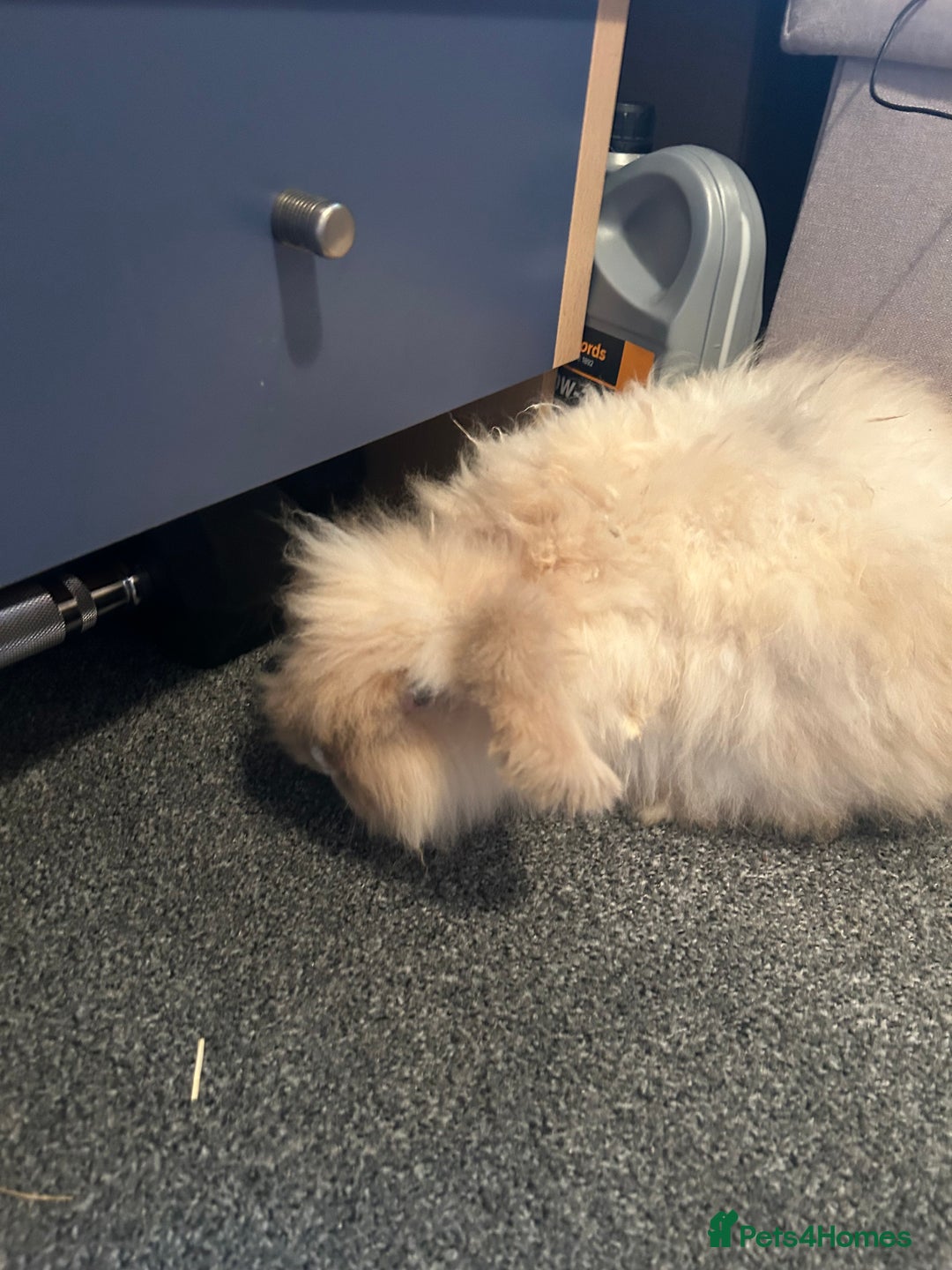 Lionhead rabbits for sale: Bonded bunnies - Advert 5