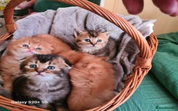 Scottish Fold cats for sale: Scottish fold looking for forever home - Image 24