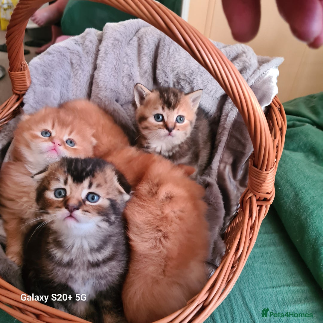 Scottish Fold cats for sale: Scottish fold looking for forever home - Image 24