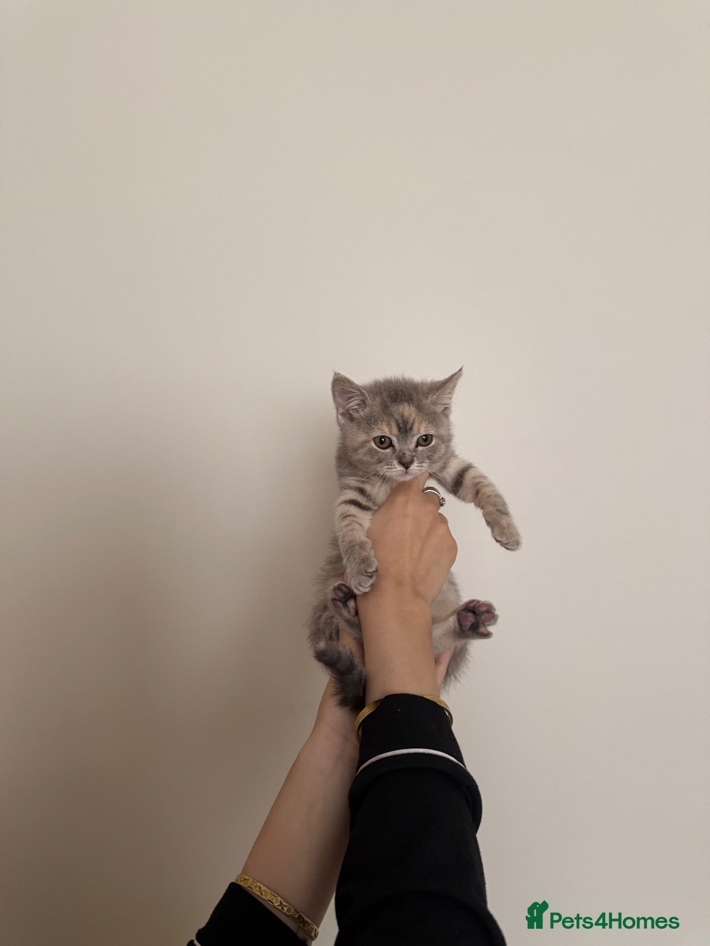 Scottish Fold cats for sale: British shorthair x Scottish fold kittens  - Advert 4