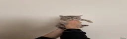 Scottish Fold cats for sale: British shorthair x Scottish fold kittens  in Birmingham - Advert 1
