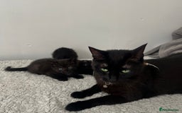Domestic Shorthair cats for sale: 3 black kittens for sale  - Image 13