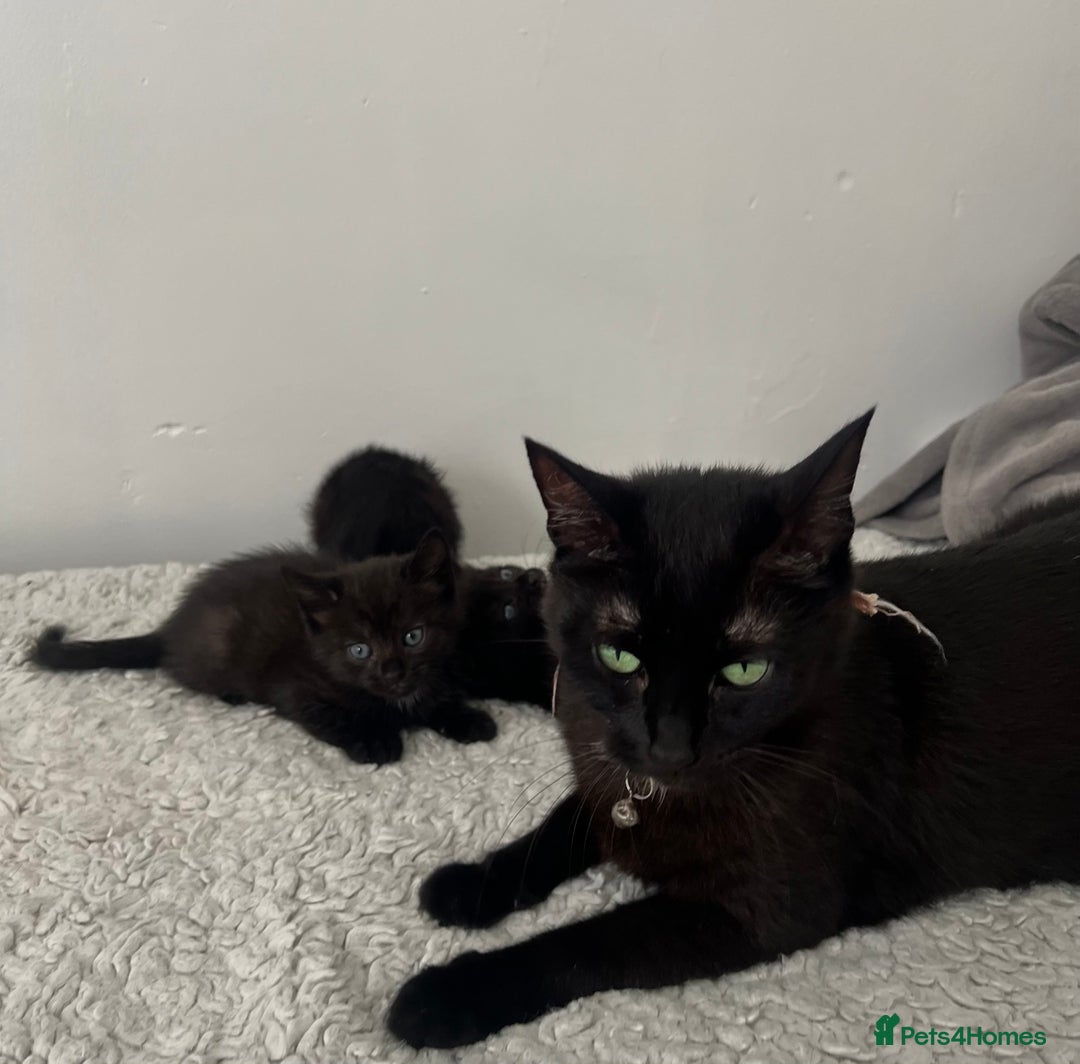 Domestic Shorthair cats for sale: 3 black kittens for sale  - Image 13