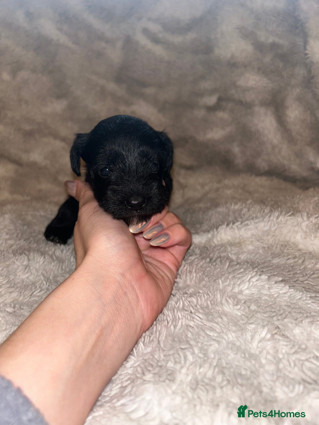 Miniature Schnauzer dogs for sale: Beautiful miniature schnauzer puppies - Image 3