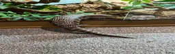 Skink reptiles for sale: Northern blue tongued skink in Sheffield - Advert 3