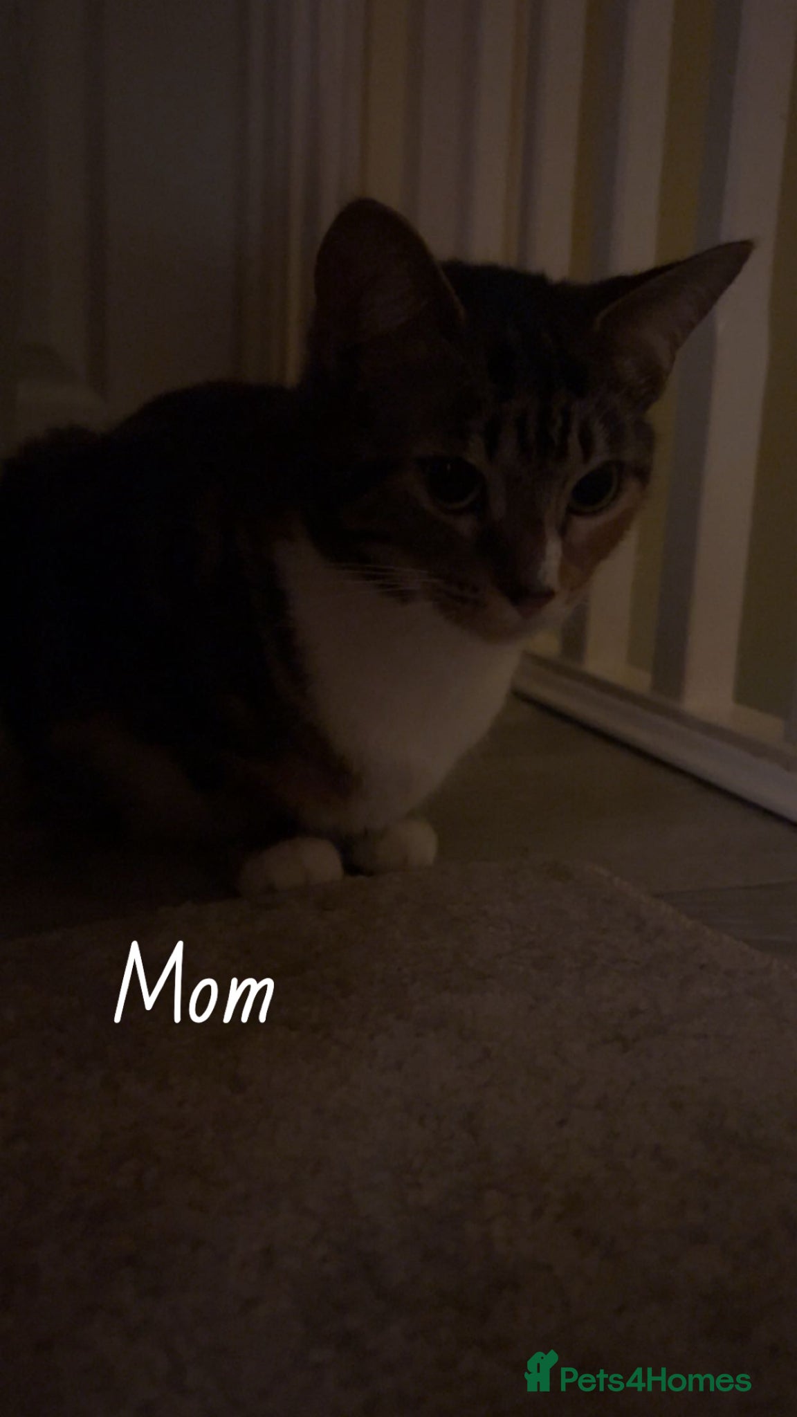 Mixed Breed cats 5 beautiful kittens for sale! - Advert 1