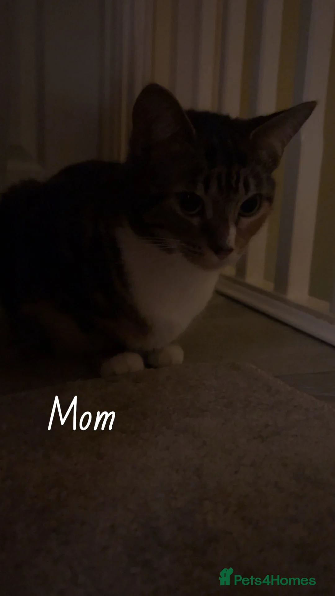 Mixed Breed cats for sale: 5 beautiful kittens for sale! in Milton Keynes - Advert 1