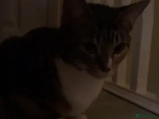 Mixed Breed cats 5 beautiful kittens for sale! - Advert 2