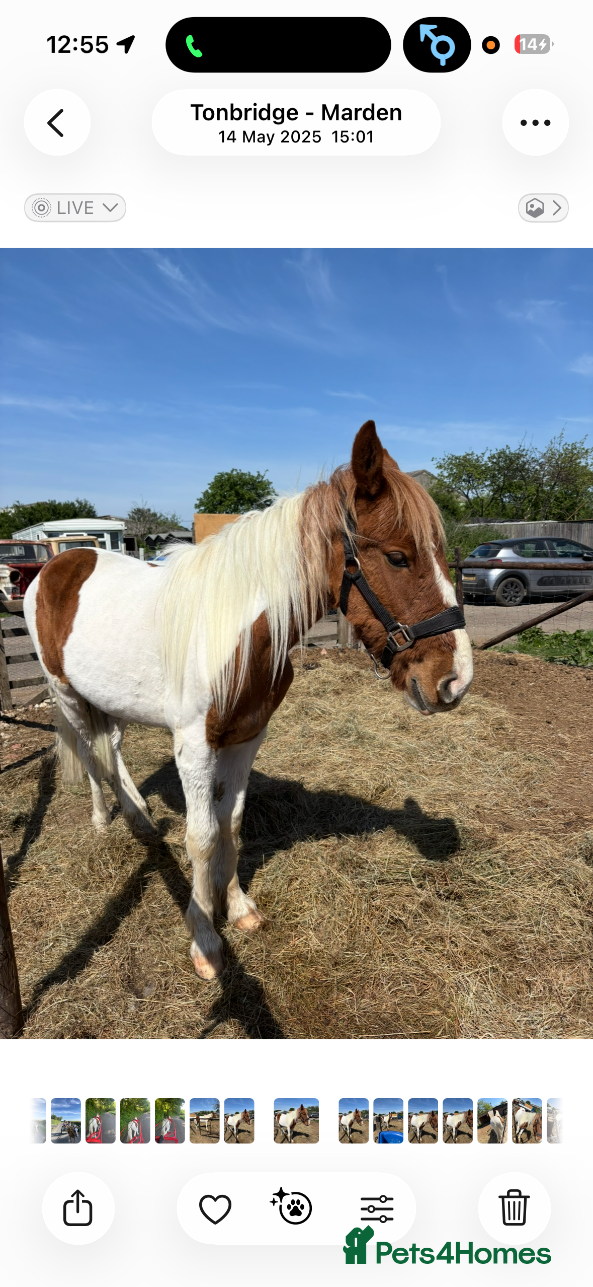 Welsh Section C horses Pablo - Advert 1