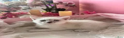 Egyptian Mau cats for sale: TICA Reg Egyptian MAU x Bengal x BSH unique coat in Southampton - Advert 4